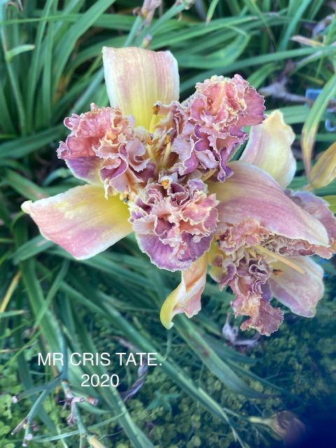 MR CRIS TATE